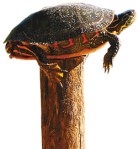 Turtle on Fence&nbsp;Post[3]