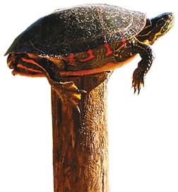 Turtle on Fence Post[3]