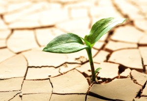 Plant in dried cracked mud