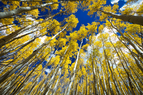 Surrounded by a Forest of Tall Golden Aspen Trees